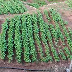 Sams Cottage - Kodaikanal