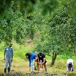 The Pear County