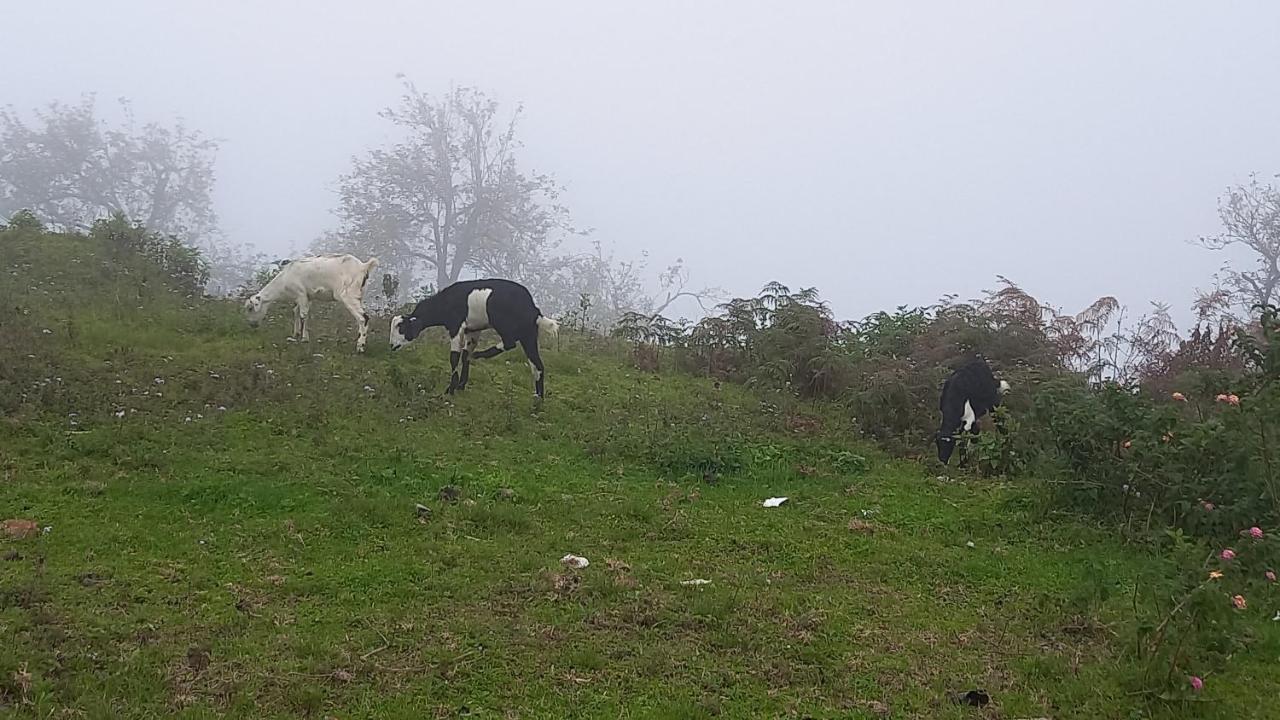 Salora Kodai * Kodaikanal