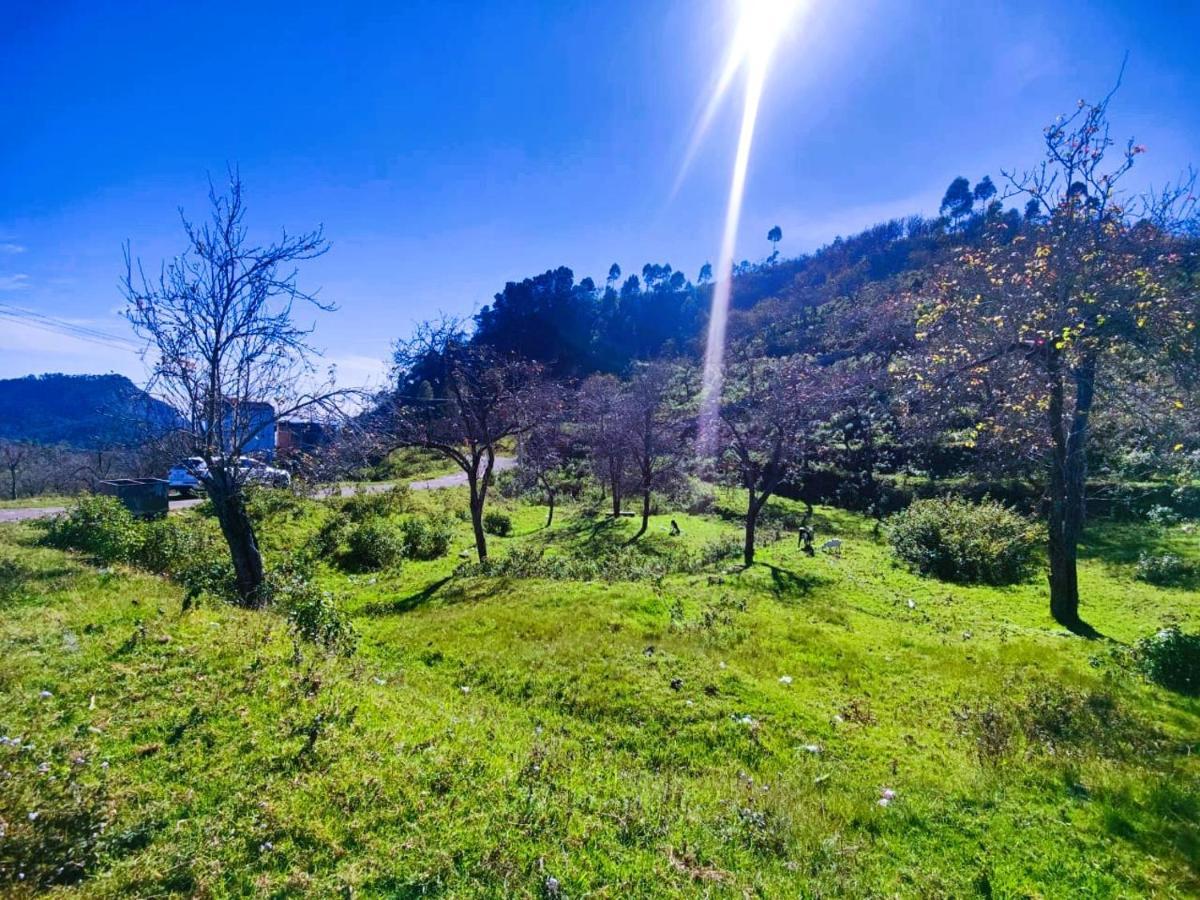Salora Kodai *