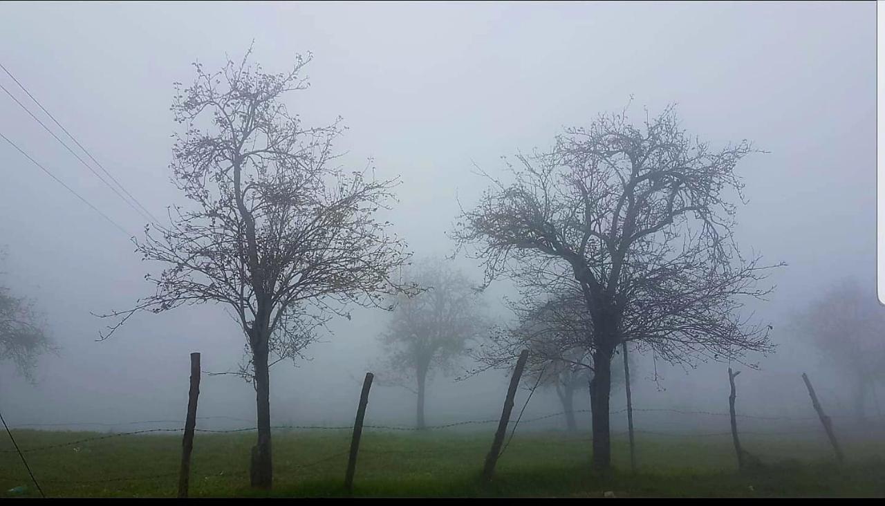 Salora Kodai *