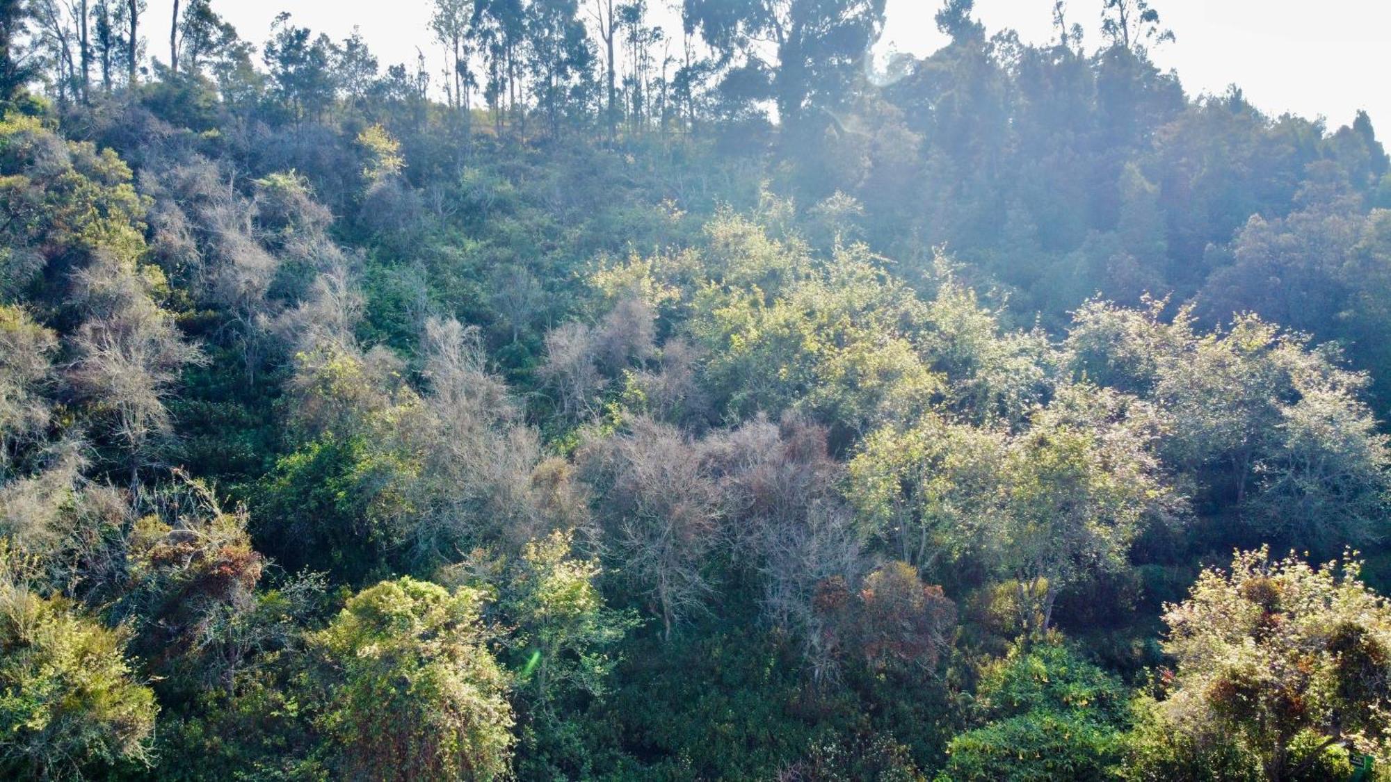 Willostays Alpine Mansion 6bhk Holiday home Kodaikanal