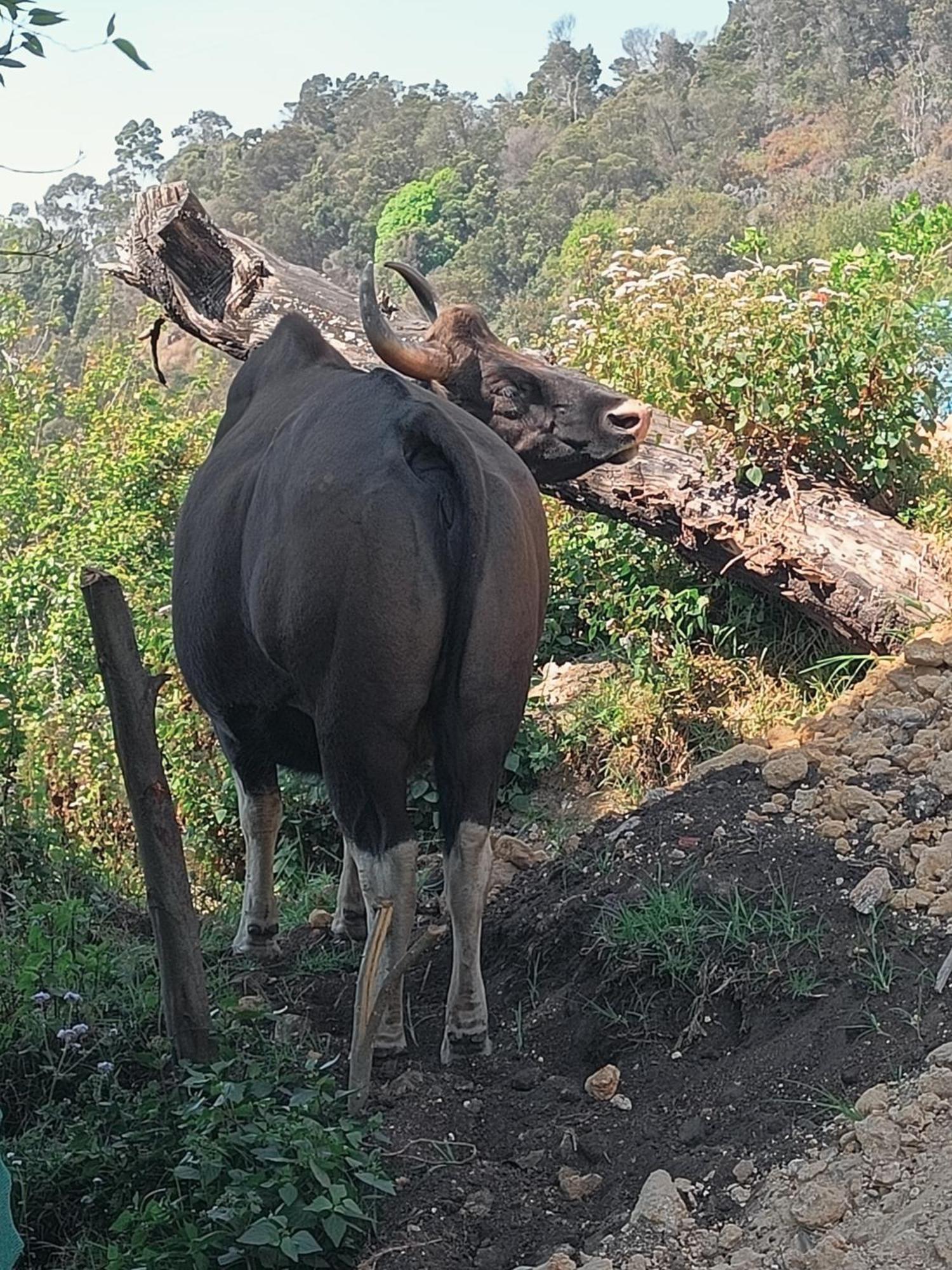 Cozy Huts Kodaikanal