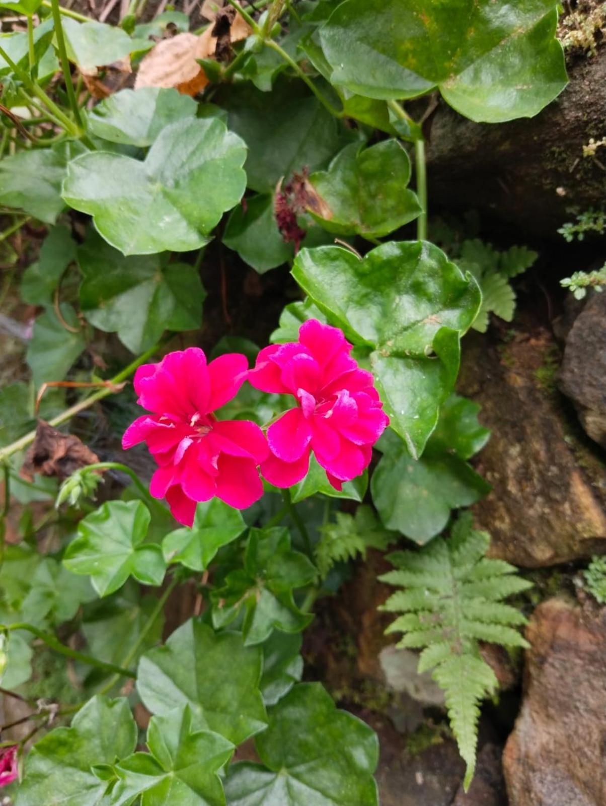 4rest Private Limited Inn Kodaikanal