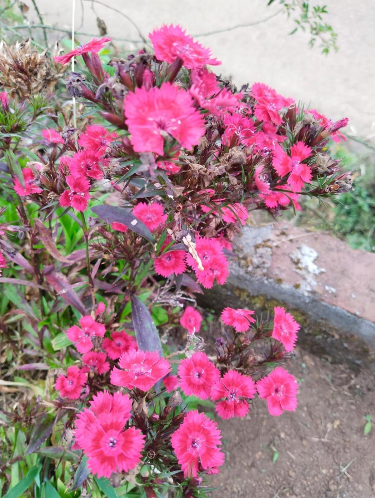 Inn 4rest Private Limited Kodaikanal