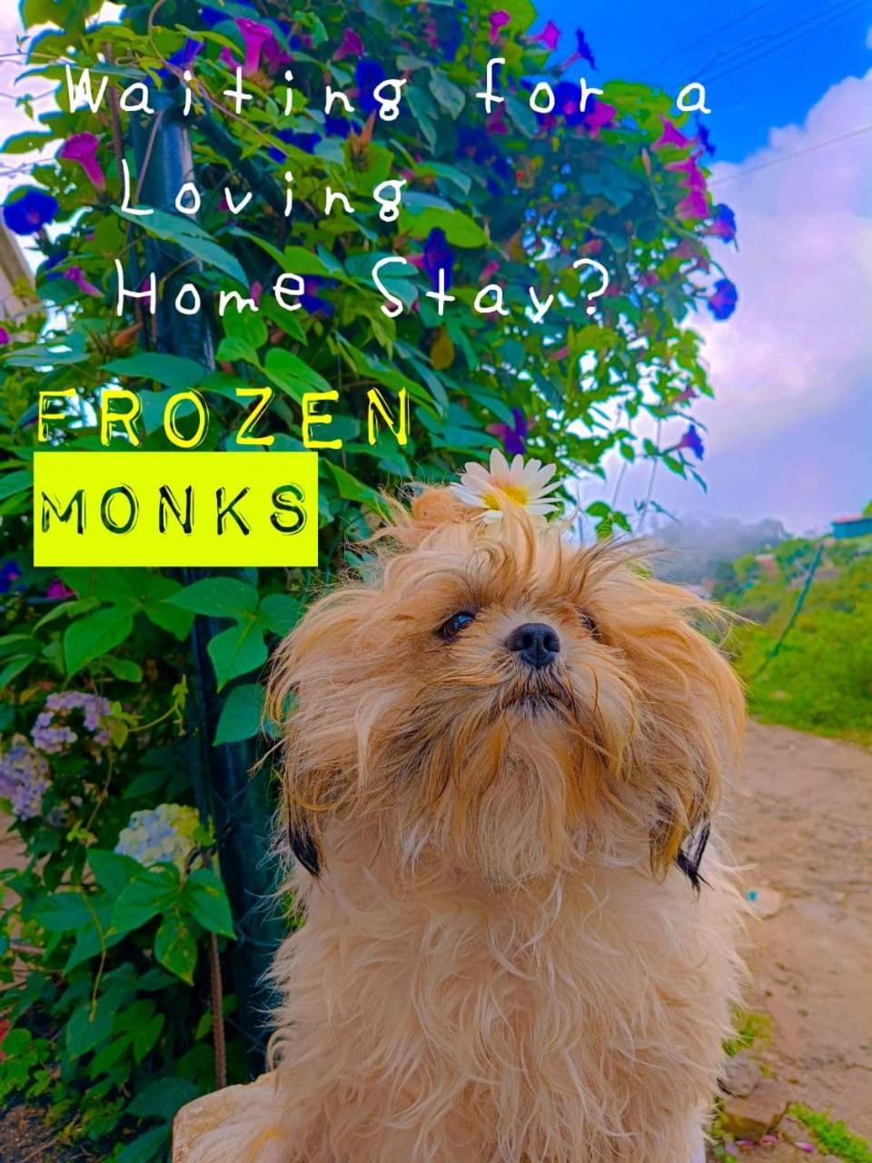 Homestay Frozen Monks *