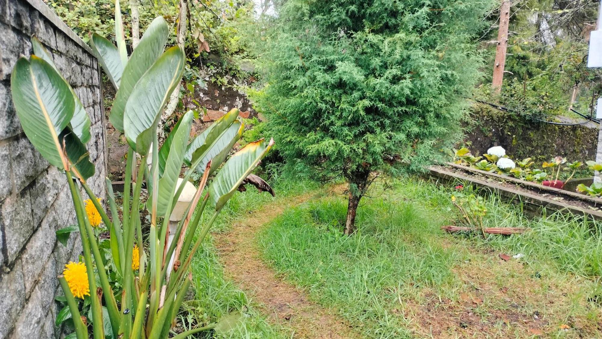 Kodai King * Kodaikanal
