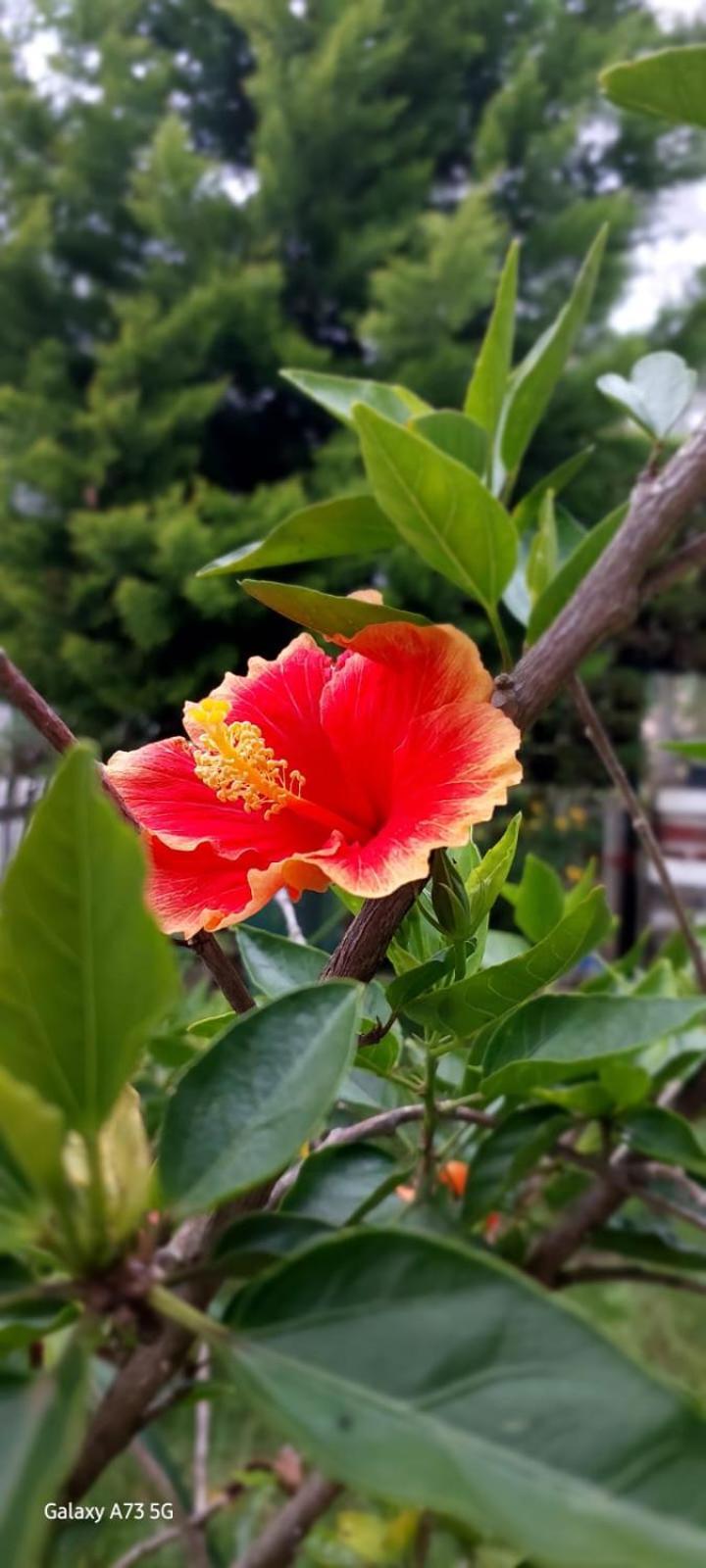 Emmanuel * Kodaikanal