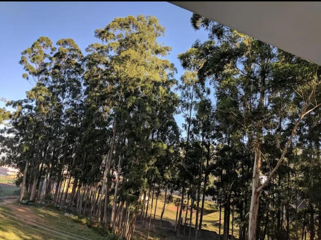 Tree Elanza
