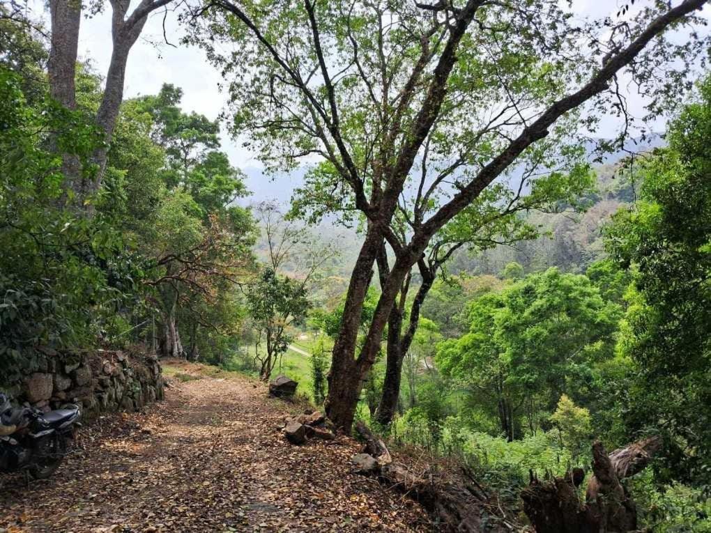 King Of Jungle Retreat Villa