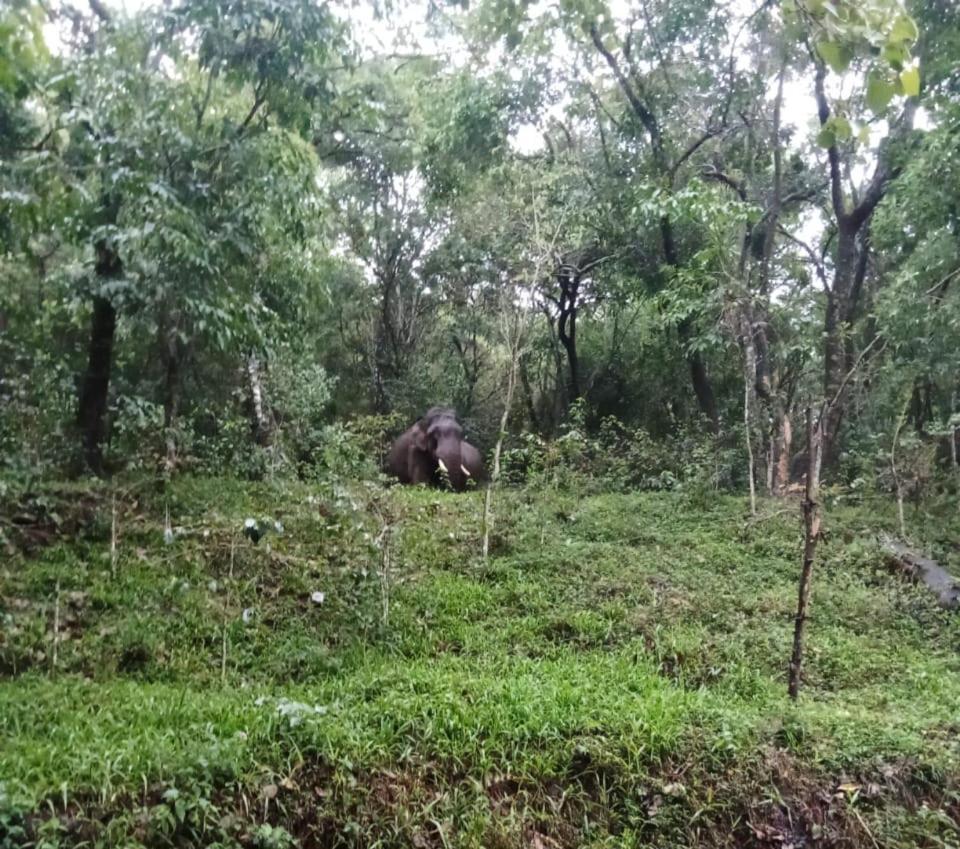 King Of Jungle Ground And Waterfalls *