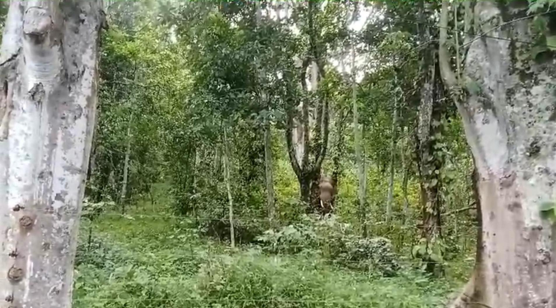 King Of Jungle Ground And Waterfalls Campsite *