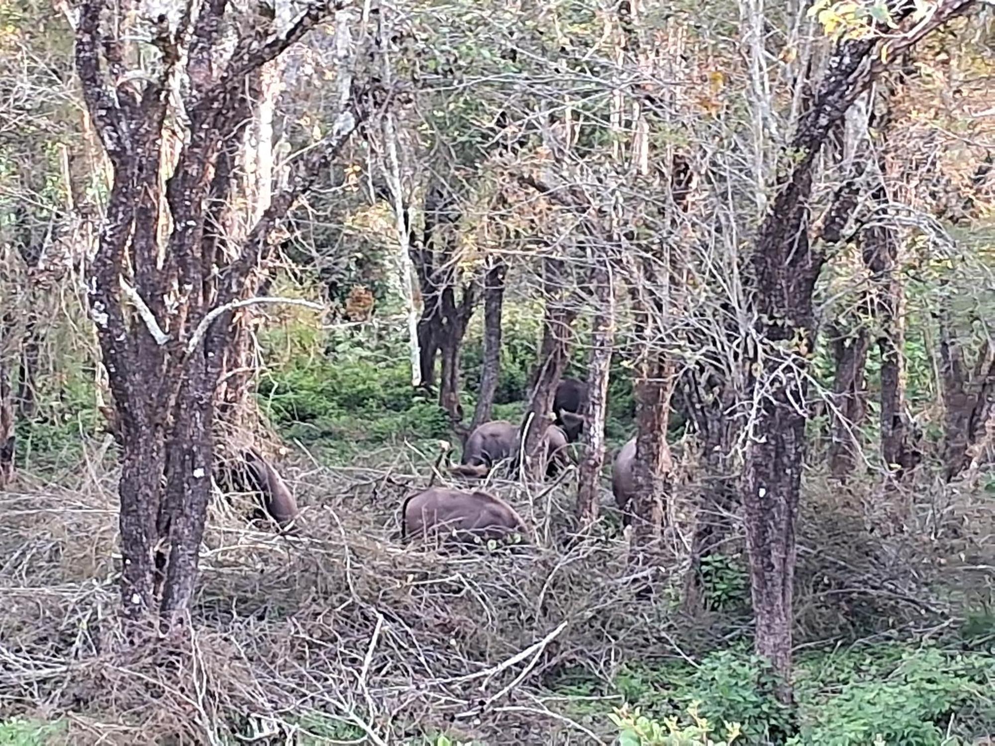 King Of Jungle Ground And Waterfalls Kodaikanal
