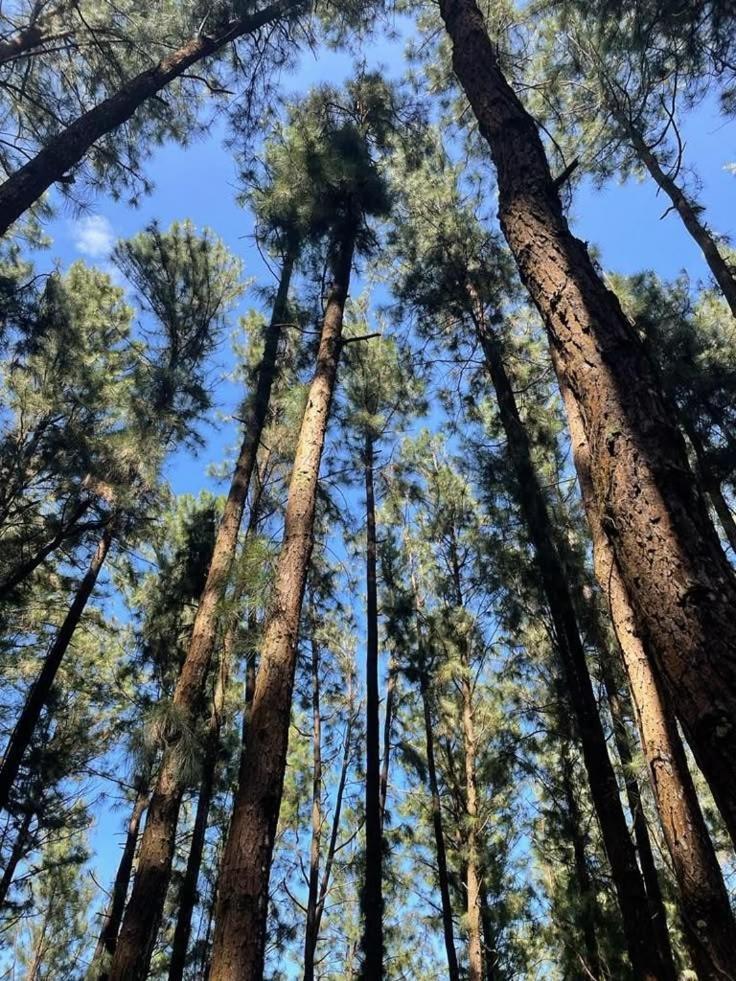 Pines View