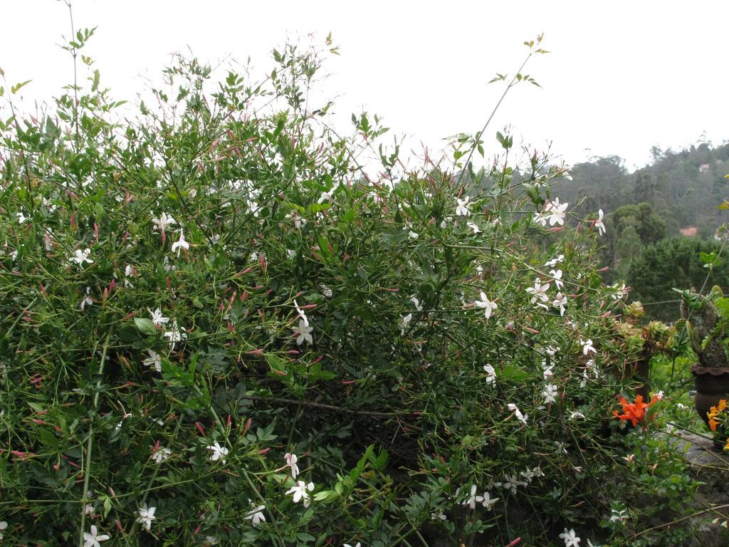 Maruti Homestay