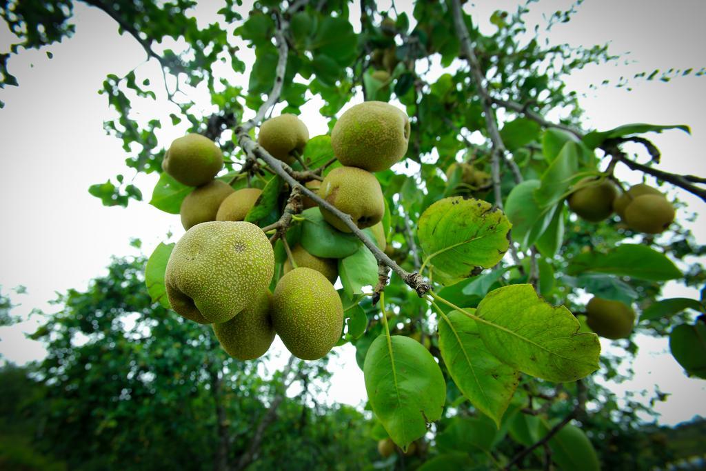 Farm stay The Pear County Kodaikanal