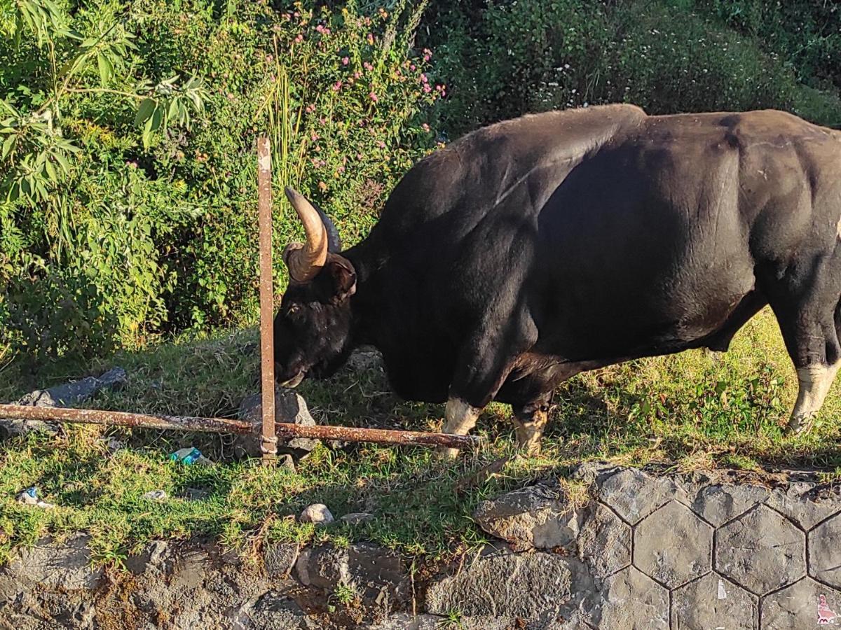 Boho Kodai *