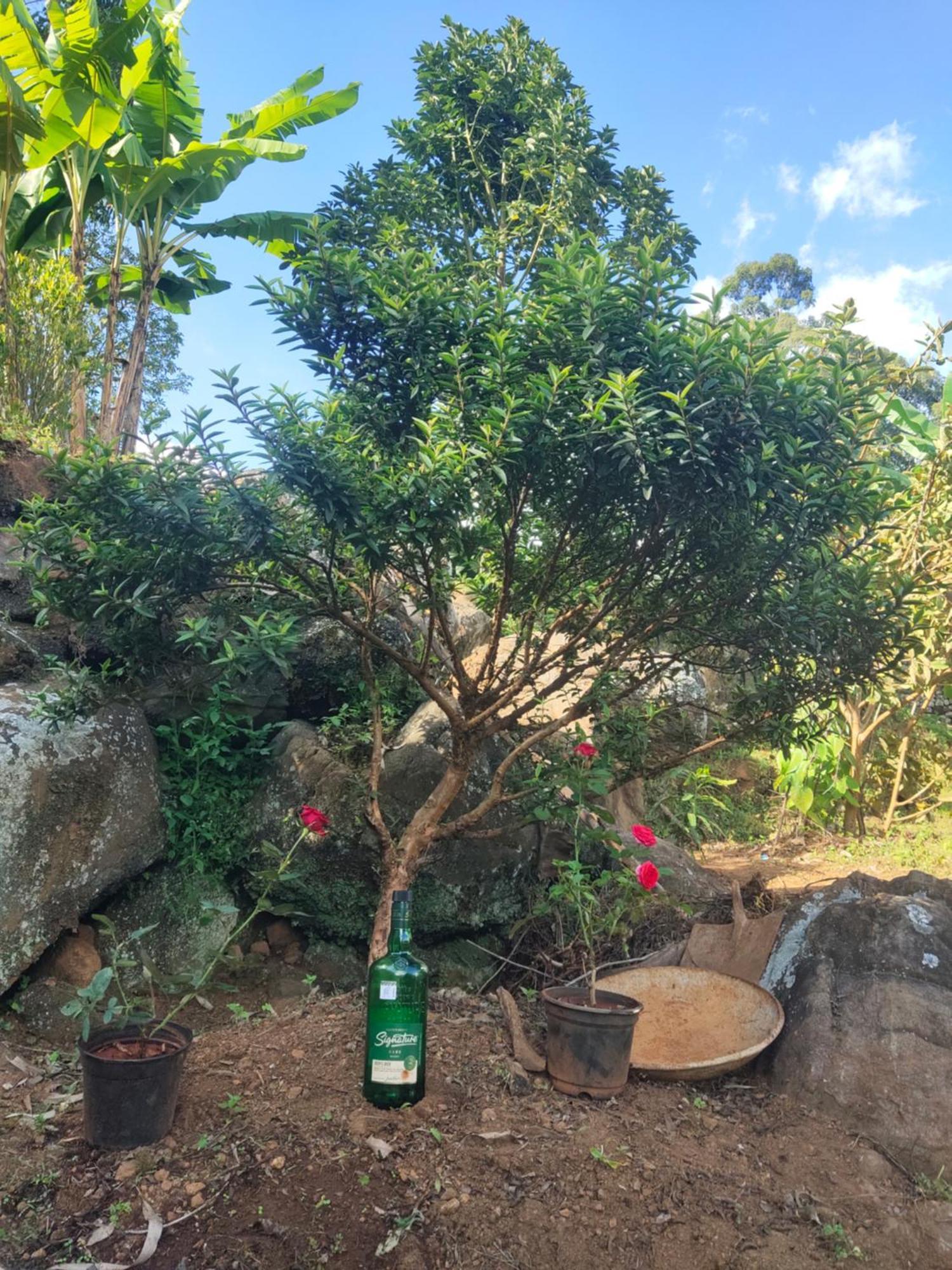 Papathi Farm stay