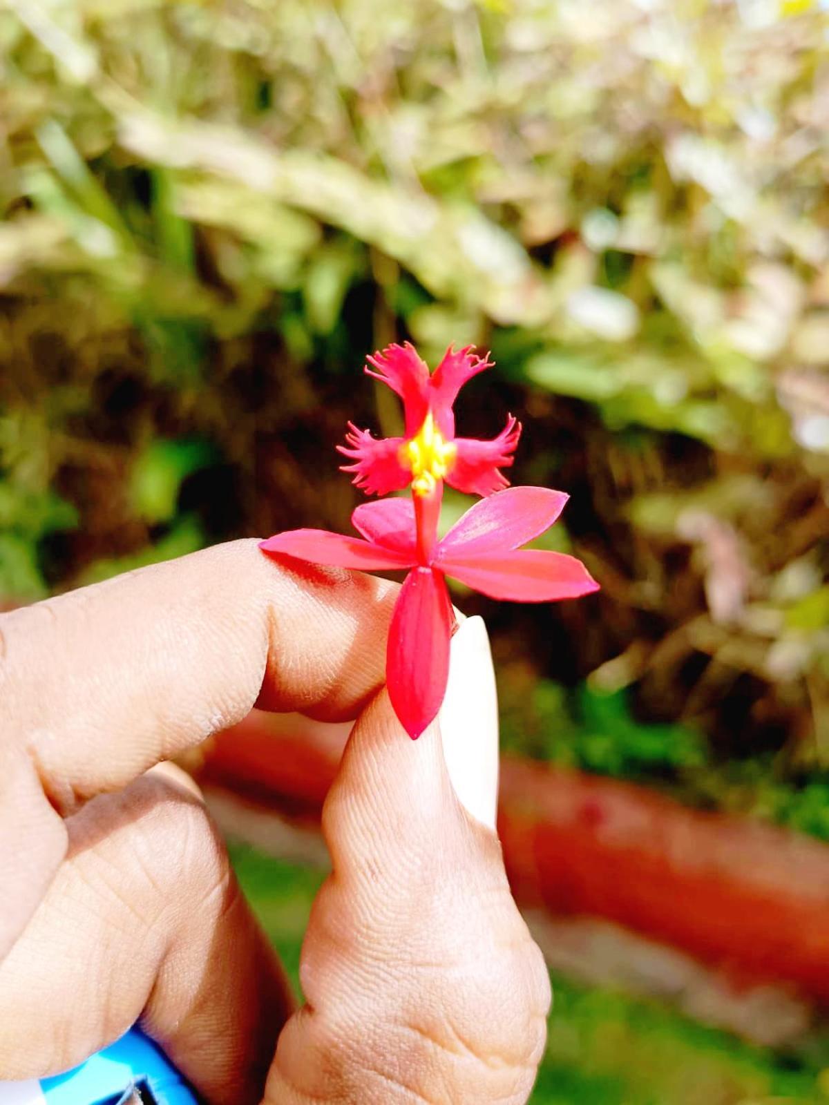 Kodai Riya Paradise