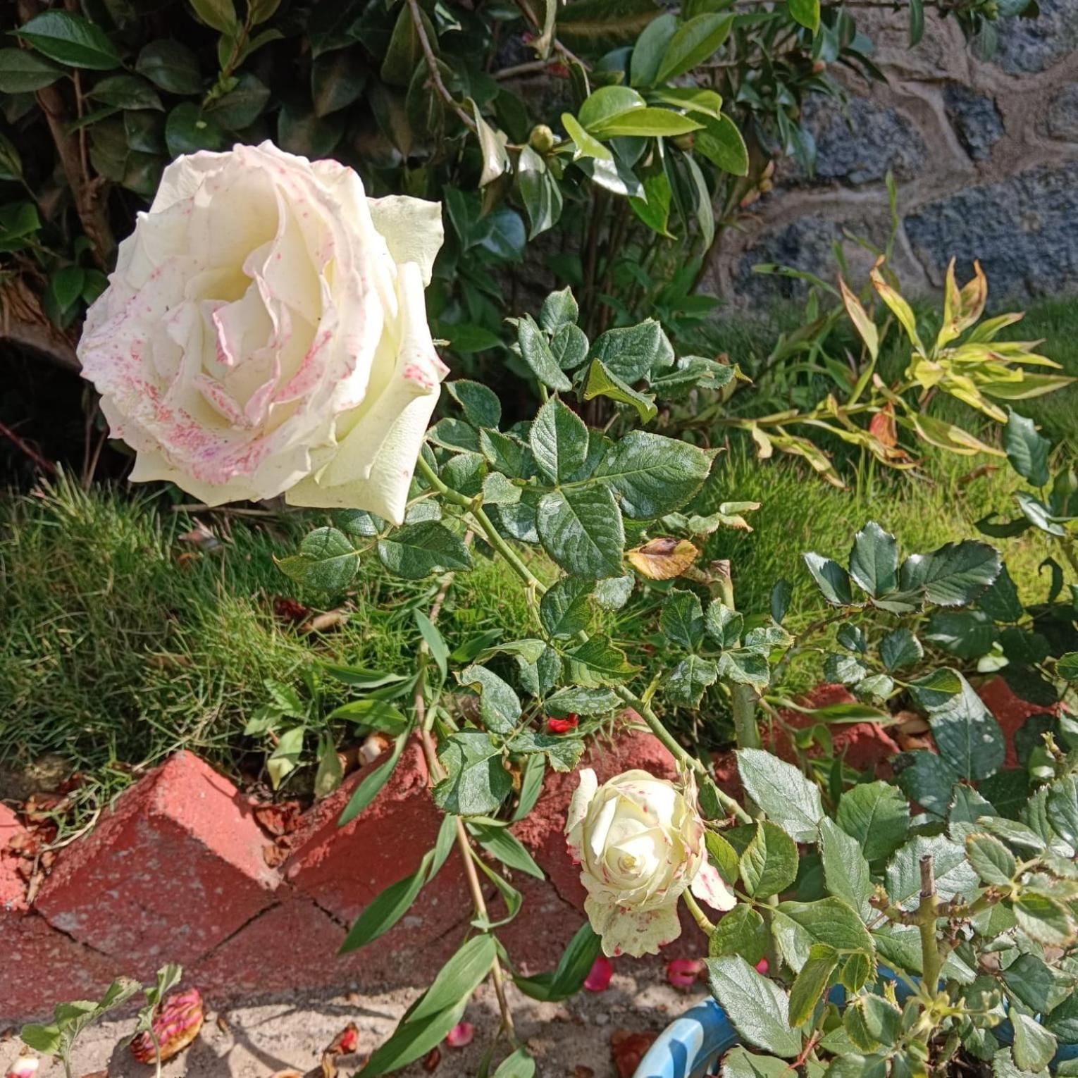 Kodai Riya Paradise Villa