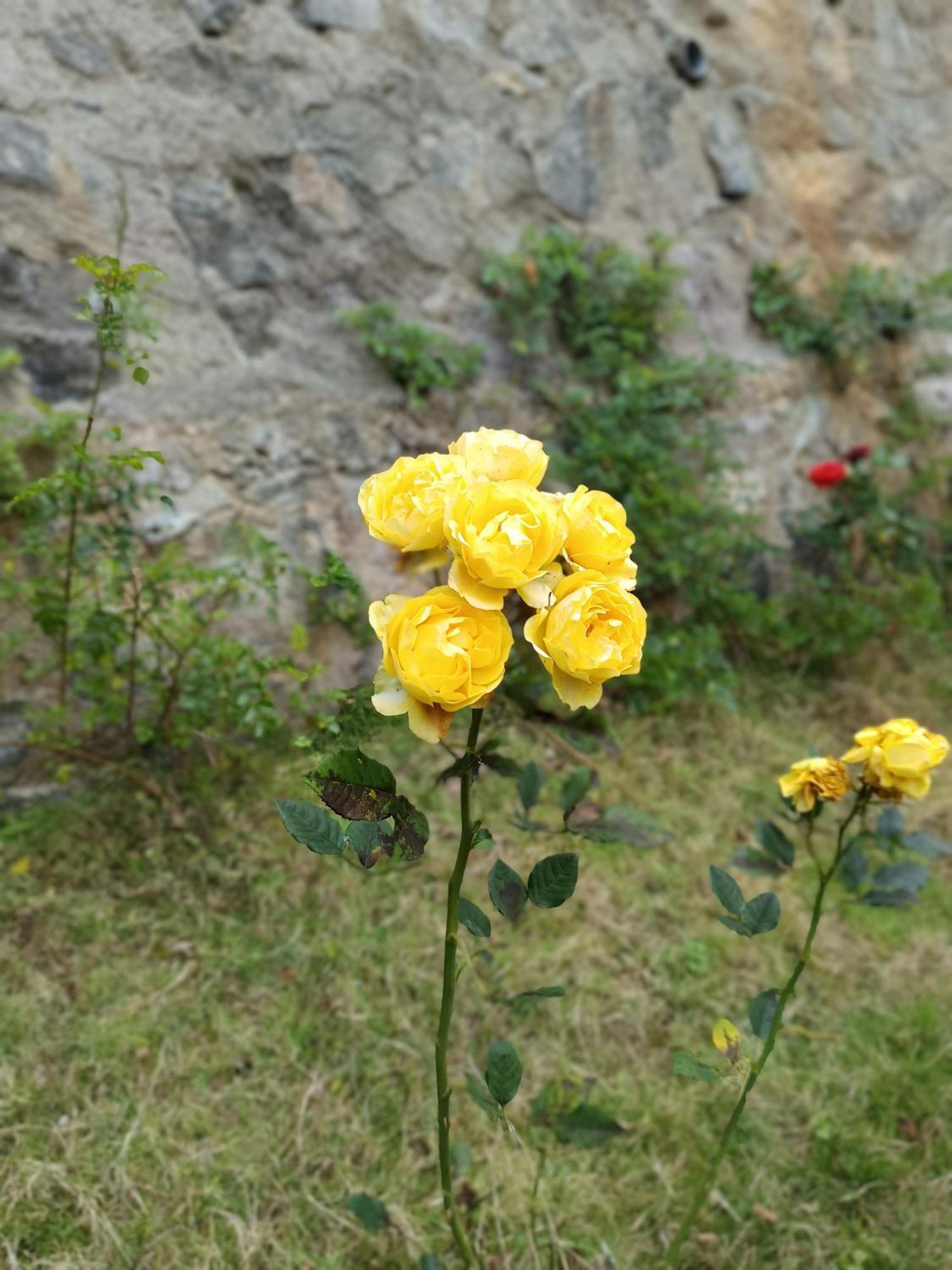 Villa Kodai Riya Paradise *