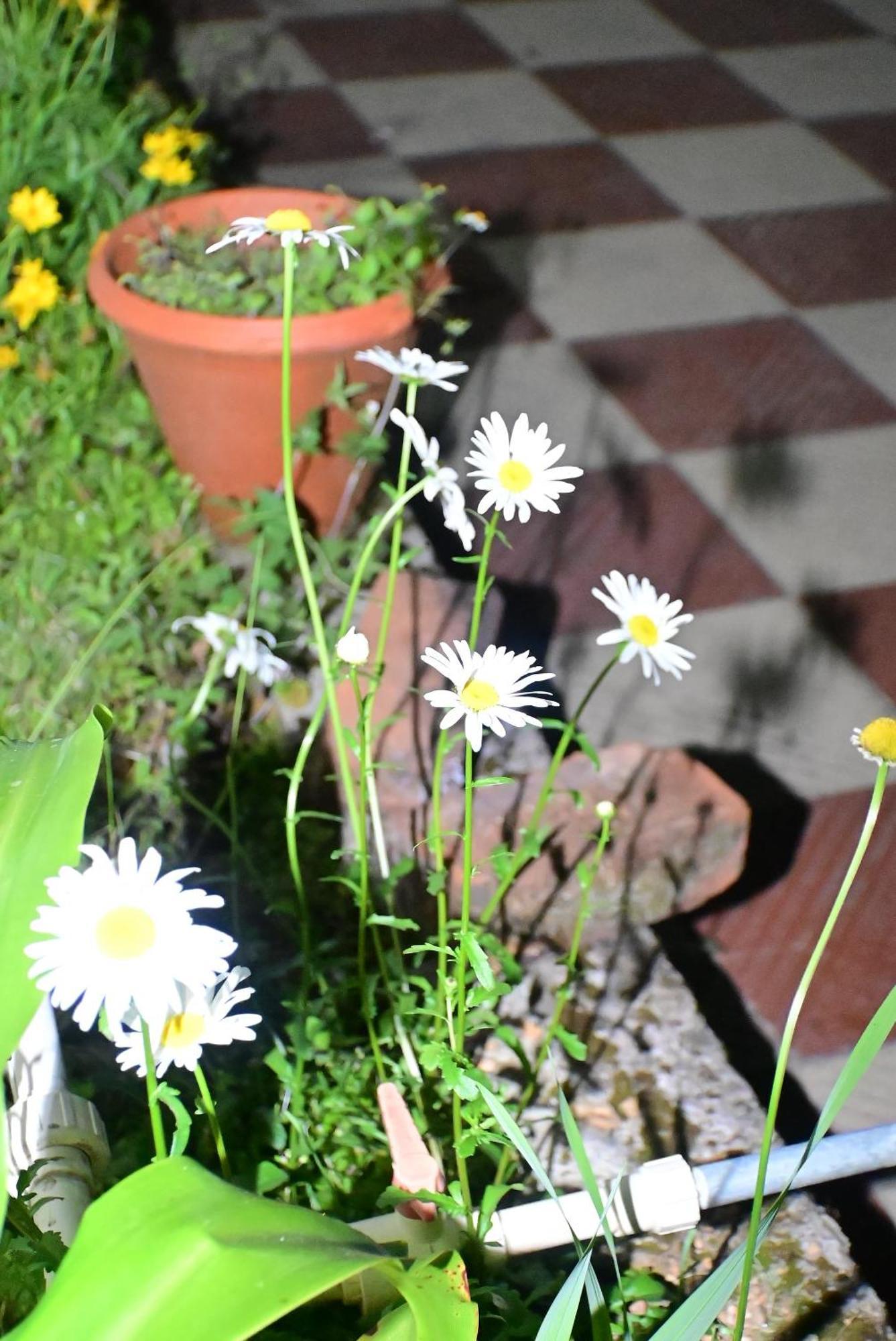 Sathya Holidays Guest house Kodaikanal