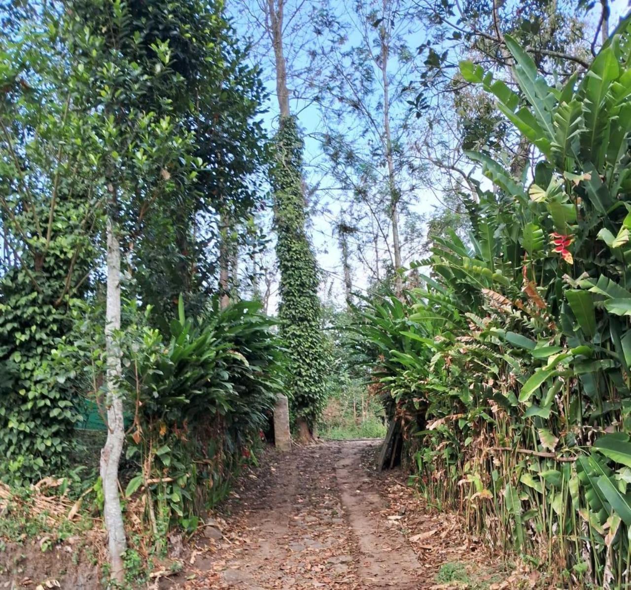Villa King Of Jungle Retreat *
