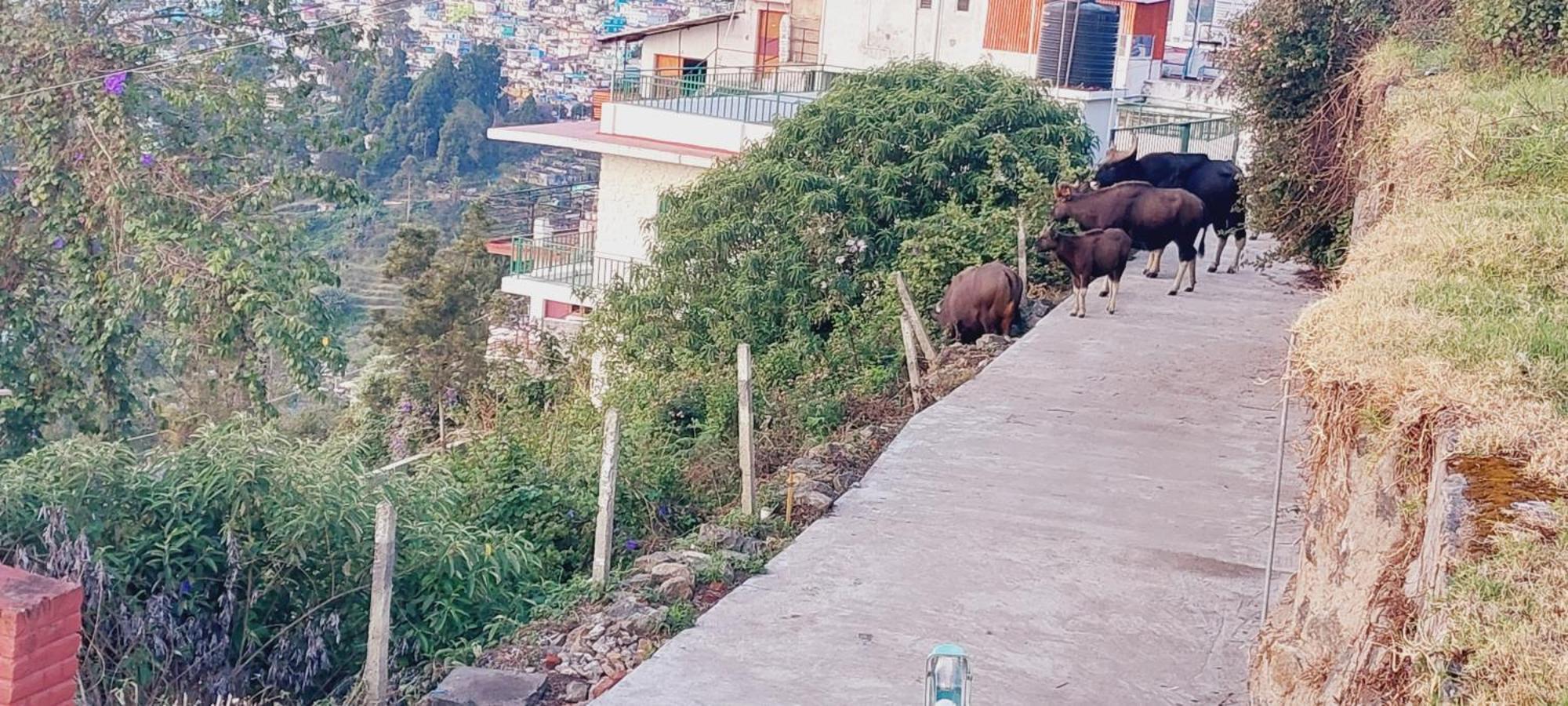 Nsn Grande * Kodaikanal