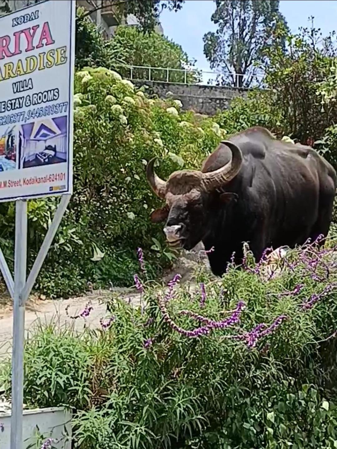Kodai Riya Paradise Kodaikanal