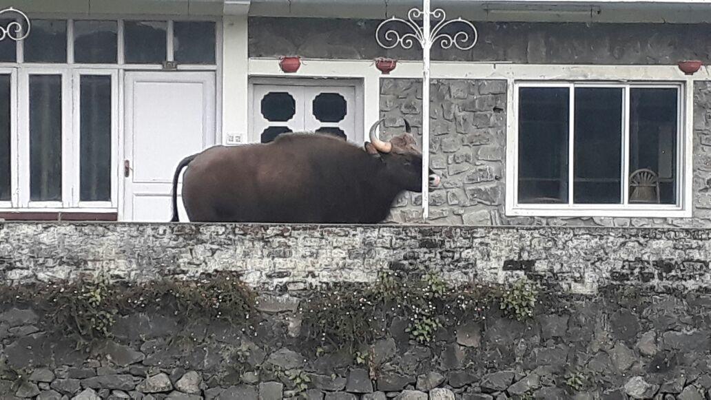 Happy Valley Hotel Kodaikanal